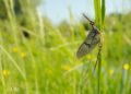 Older Than Dinosaurs: Secrets of Mayfly Dance Revealed