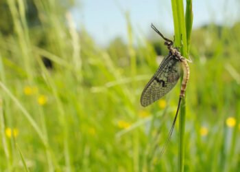 Older Than Dinosaurs: Secrets of Mayfly Dance Revealed