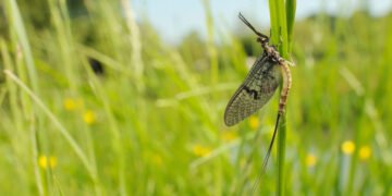 Older Than Dinosaurs: Secrets of Mayfly Dance Revealed