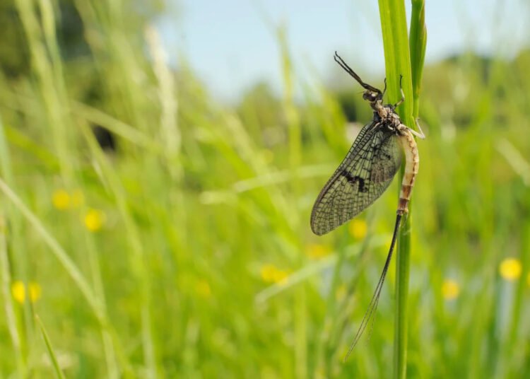 Older Than Dinosaurs: Secrets of Mayfly Dance Revealed