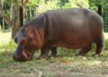 Escobar’s Hippos May Be Moved to India Zoo