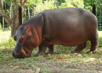 Escobar’s Hippos May Be Moved to India Zoo