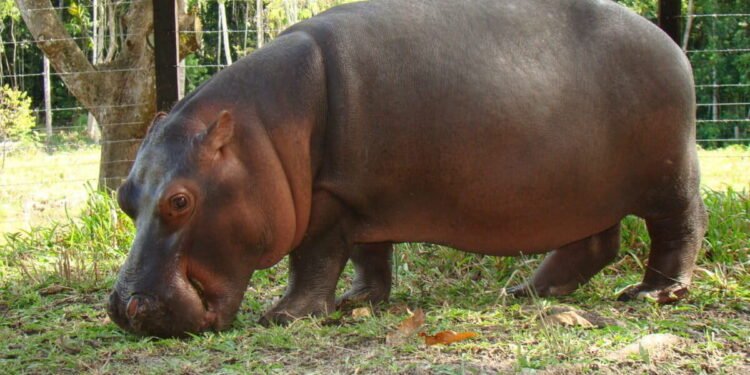 Escobar’s Hippos May Be Moved to India Zoo