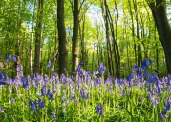 UK Records Earliest Spring as Nature Awakens Fast