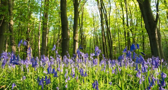 UK Records Earliest Spring as Nature Awakens Fast