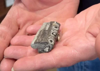 oldest sea crocodile fossil discovery