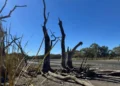 New South Wales Wetland Rescue Legislation Passes
