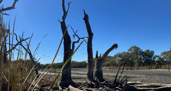 New South Wales Wetland Rescue Legislation Passes