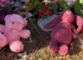 Australian girl alleged murder child protection workers stood down