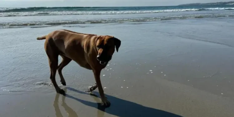Call for trial to allow dogs on a beach in summer 2026