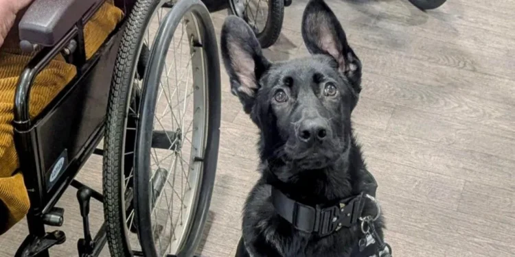 Police pup charms care home residents during visit 2026