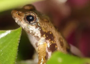 Rare frogs arrive at London Zoo in conservation bid 2026