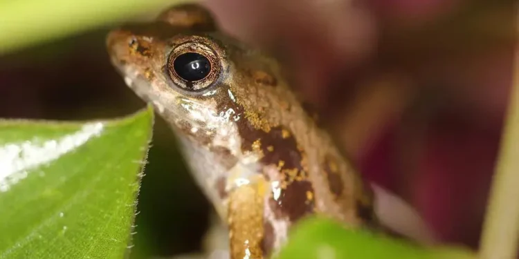 Rare frogs arrive at London Zoo in conservation bid 2026