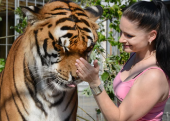 Tiger Escape Shatters Peace in Germany