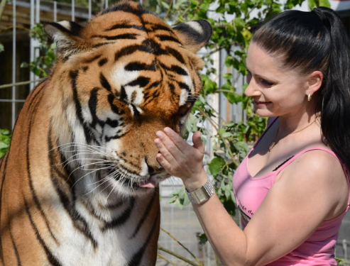 Tiger Escape Shatters Peace in Germany