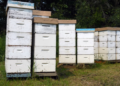 Stolen Hives: The Great Australian Bee Heist