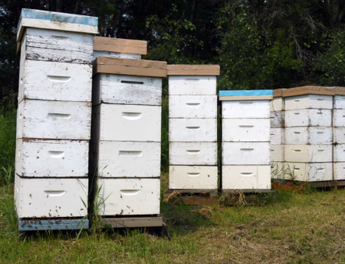 Stolen Hives: The Great Australian Bee Heist