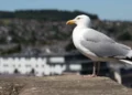 The gulls have won Inverness bird control plans 2026