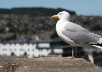 The gulls have won Inverness bird control plans 2026