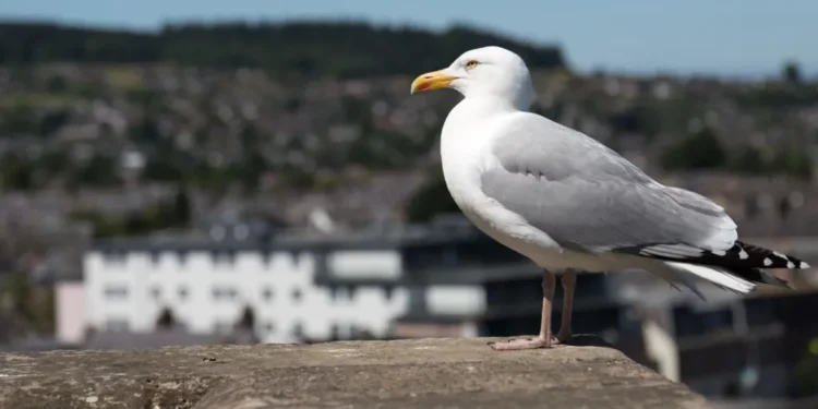 The gulls have won Inverness bird control plans 2026