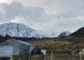 Ushuaia hantavirus outbreak denial 2026