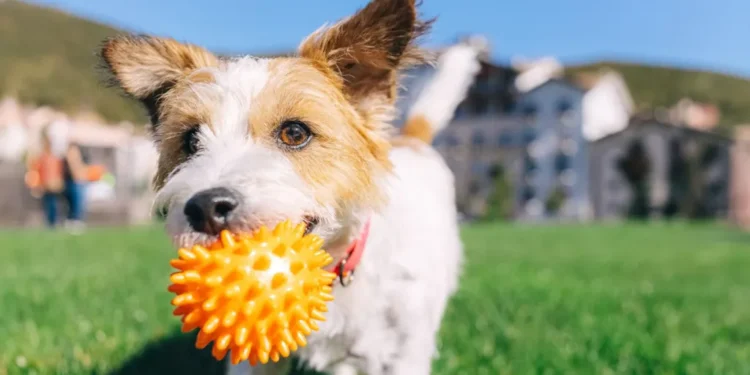 When is it too hot to walk your dog 2026