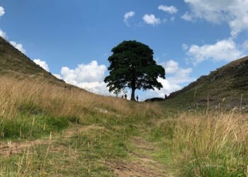Sycamore Gap Artwork Chosen After Public Vote