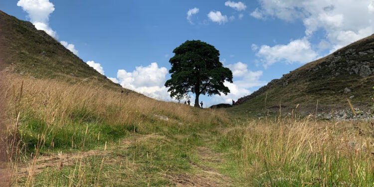 Sycamore Gap Artwork Chosen After Public Vote