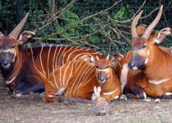 Hope for mountain bongos returns to Kenya