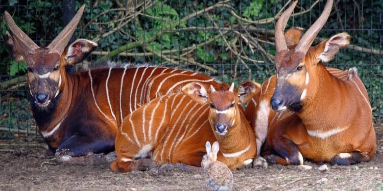 Hope for mountain bongos returns to Kenya