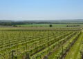 Essex valley emerges as rising English wine hub
