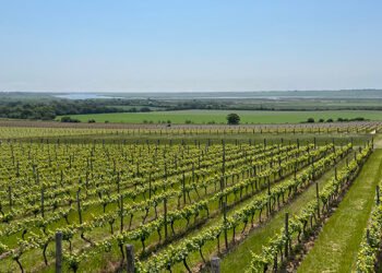 Essex valley emerges as rising English wine hub