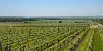 Essex valley emerges as rising English wine hub