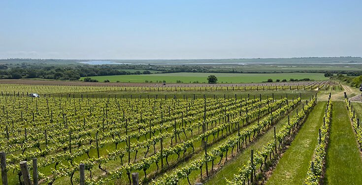 Essex valley emerges as rising English wine hub