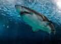Man killed in shark attack on Great Barrier Reef