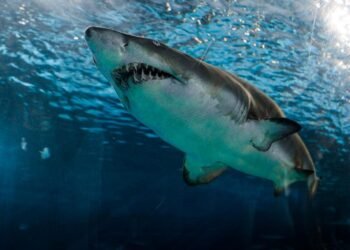 Man killed in shark attack on Great Barrier Reef