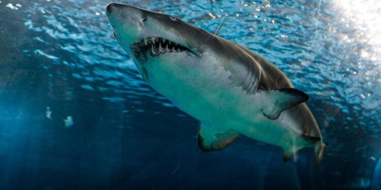 Man killed in shark attack on Great Barrier Reef