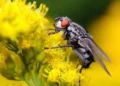 insect brain AI revolution 2026 neuromorphic