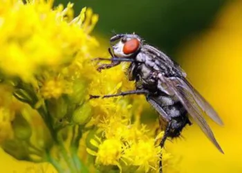 insect brain AI revolution 2026 neuromorphic
