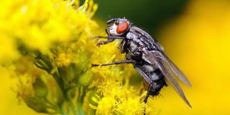 insect brain AI revolution 2026 neuromorphic