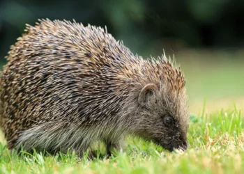 satellites AI track UK hedgehogs 2026