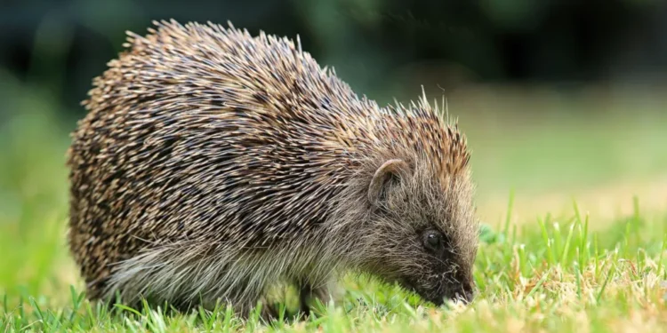 satellites AI track UK hedgehogs 2026