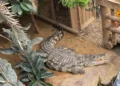 crocodile attack zoo child