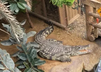 crocodile attack zoo child