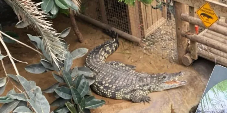 crocodile attack zoo child