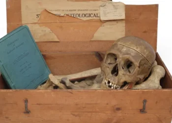 Anita Manning auction human remains criticism