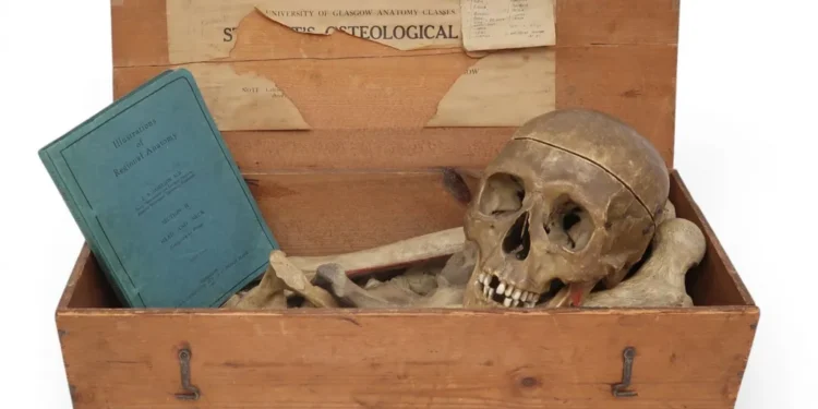 Anita Manning auction human remains criticism