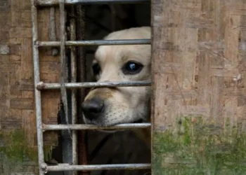 China dog abuse videos police detention