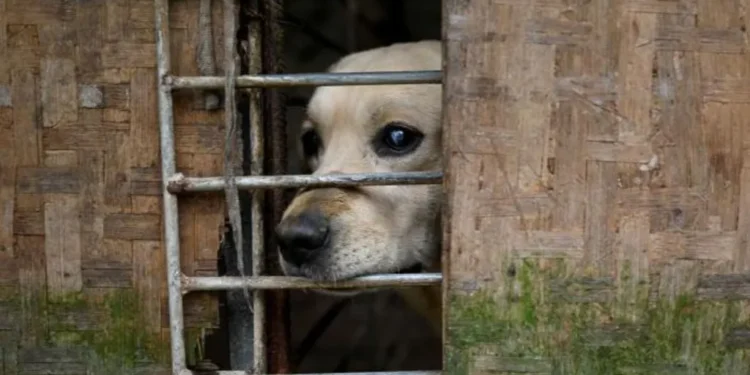 China dog abuse videos police detention