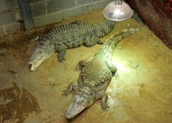 Shocking Zoo Incident Sparks Attempted Murder Probe